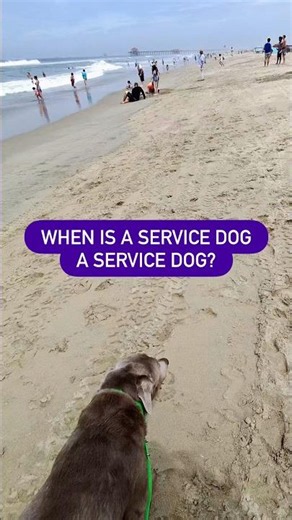 When is a service dog, a service dog?