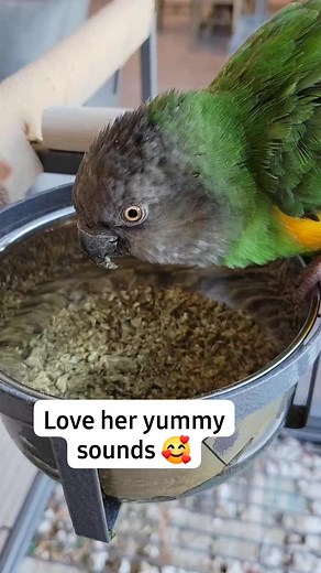 9.4K views · 191 reactions | Kiwi was on an all seed diet for 19 years. Now she loves her @birdtricks pellets 李 #senegal #senegalparrot #rescuebird #birdtraining #Birdtricks #pellets #birdfood | The Green Bird Brigade | Facebook