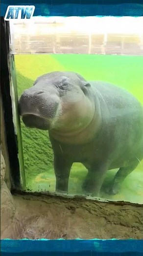 Surprising Secrets of Hippopotamus Sleep Underwater Revealed 🦛💤