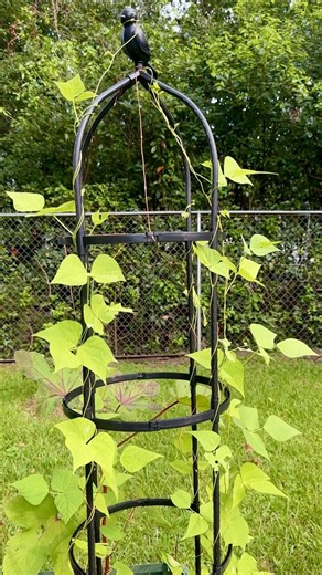 One Week Later… My Pole Beans Reached the Top! 🌱🫛