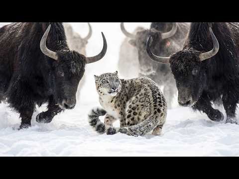 Yaks Cornered an Old Snow Leopard. You Won't Believe Who Saved Him! | Animal Rescue Story