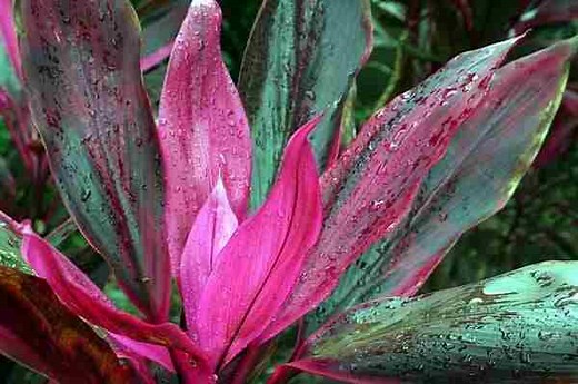 How to Prune a Ti Plant - If Becoming Too Tall