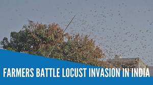 Farmers bang on metal containers to try and fend off swarms of desert locusts that have already destroyed tens of thousands of hectares of cropland across western and central India this year | INQUIRER.net