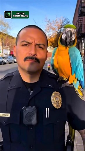 64K views · 1.1K reactions | Talking parrot having fun with the cops 列 #parrot #funnyparrot #talkingparrot #comedy #funny #mrchirpy | Facts From Mars | Facebook