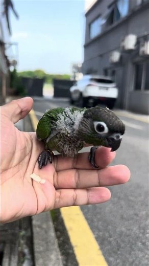 Green Cheek Conure | Cute Hand Tame Pet Parrot 😍🦜 #petbird #parrotlife #parrot #greencheekconure