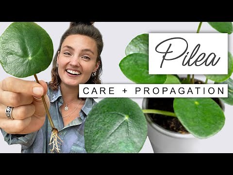 Tips And Tricks For Pilea Peperomiodes 🌱 CHINESE MONEY PLANT Propagation Guide