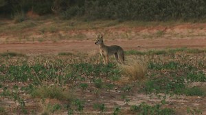 14K views · 39 reactions | I drew the first blood with my Horizon Firearms 22 Creedmoor on this coyote. Dropped him in his tracks in that cool 98 degree weather. Watching these coyotes interact with the dogs is something you have to witness. Hornady | FOXPRO Inc. | Ally Outdoors | Rocky Boots | Silencer Shop | Predator Pursuit w/ Jeff Thomason | Facebook
