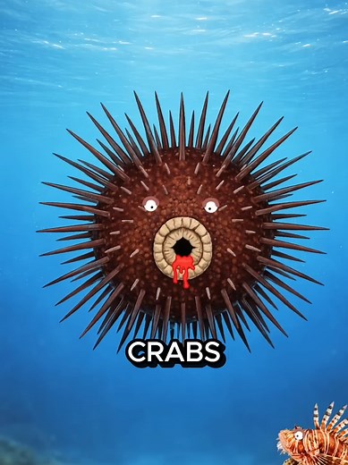 Life Cycle of a Sea Urchin in the Ocean