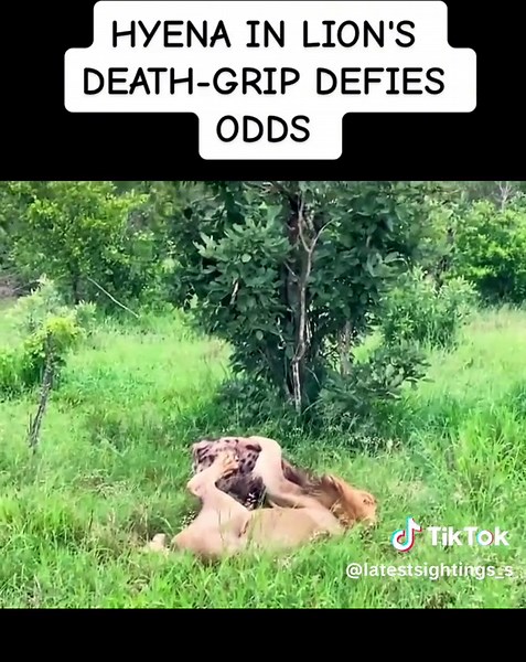 Lion Mating Behavior: Male Lion's Attempts Explained