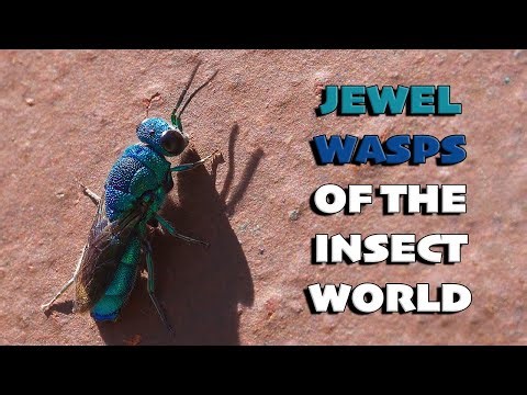 Cuckoo Wasps : 5 INTERESTING FACTS about the most beautiful Brood Parasites