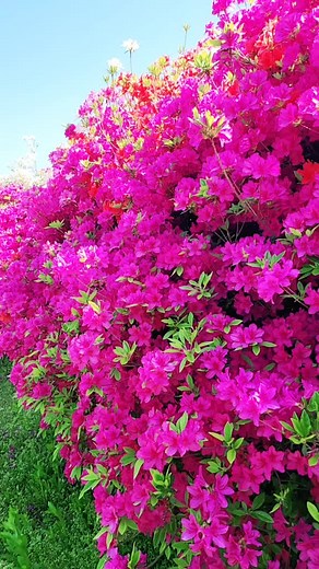 Stunning Pink Azalea Flowers in Full Bloom