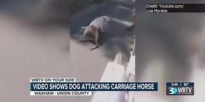 Video shows dog attacking carriage horse in Union County