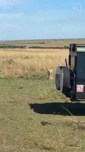 The filmy Me had to!!! 🐆❤️‍🔥 #MasaiMara #CheetahSpotted #WildAndFree #UntamedBeasts #Unreal #OG #HungryCheetah | Anasuya Bharadwaj