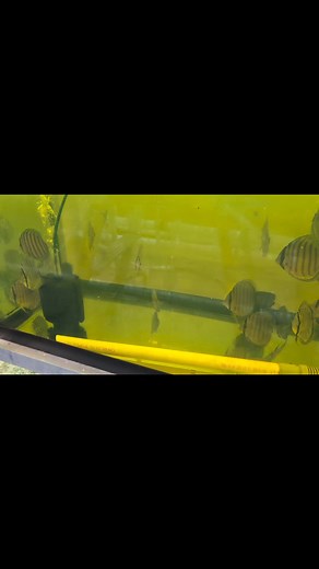 Tefe Greens that arrived last week in two sizes. 4" and 5" doing extremely well. | Jack Wattley Discus