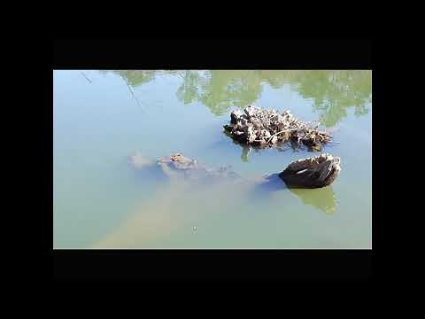 Fish Structures for your Pond