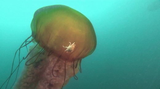 1.4M views · 10K reactions | When you look closer at this 16-foot jellyfish, what else can you see? | National Geographic | Facebook