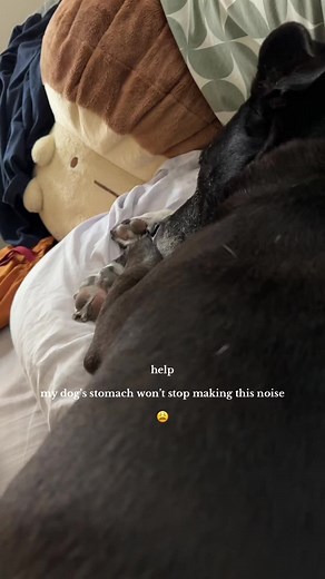 Kristin Reid (@earth.gnome)’s video of dog