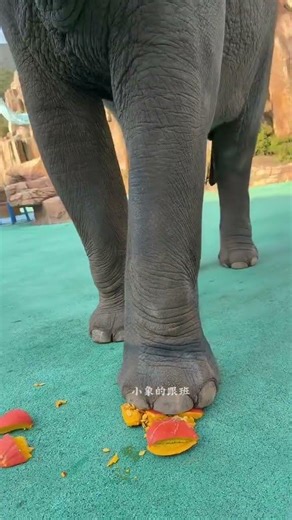 he knows what is leg what is pumpking #cuteanimal #elephant