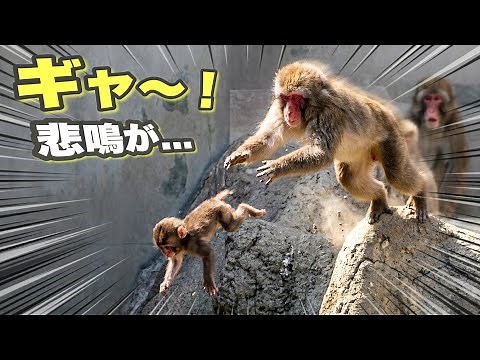 【パンチくん🐵】岩から赤ちゃん猿が転落‥一瞬の出来事💦母猿の反射神経に驚かされた！
