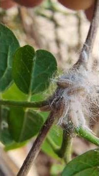 Mealybugs Infestation On my plant