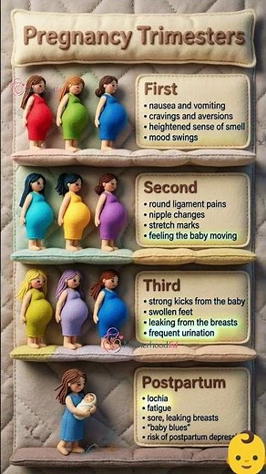 Understanding Pregnancy: The 3 Trimesters & Postpartum Explained 🤰✨