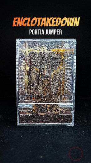 EncloTakedown Ep. 4 'Black Maria' - White-Mustached jumping spider (Portia labiata) #portia #spider #takedown #exoticbeasts #fbreels #fypシ #foryoupage #trendingreels #reelschallenge #reelsfacebook | Exotic Beasts