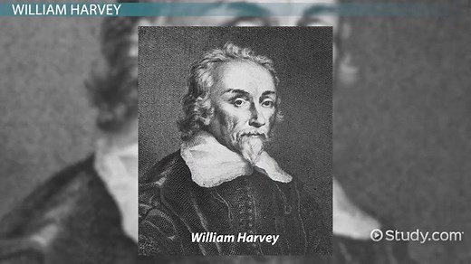 William Harvey Lesson for Kids: Work & Contributions