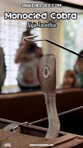 Monocled Cobra with George Van Horn #snake #wild #science | Robert Wedderburn Productions
