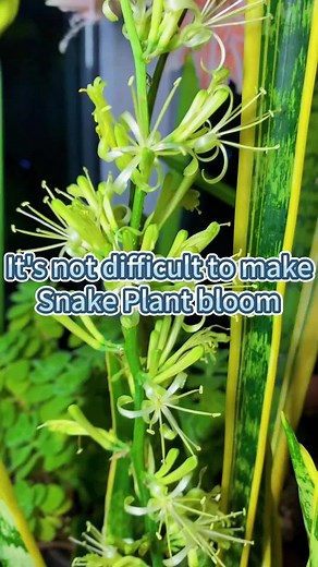 How to Make Your Snake Plant Bloom Beautifully