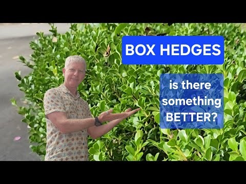 Box Hedge Replacement