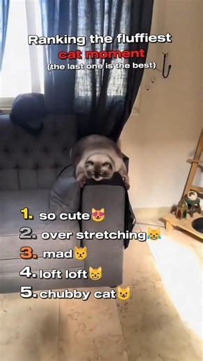 Top 5 Fluffiest Cats Ever ☁️🐱#shorts