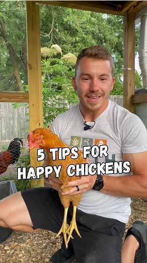 5 Tips you should know before yo start raising chickens to maintain a happy and healthy flock! What tips do you want to see next? . . . #happychickens #backyardchickens #chickens #raisingchickens #hens #hensofinstagram #petchickens #backyardchicken #chickensofinsta #backyardhomestead #backyardhomesteading | Earth, Nails & Tails