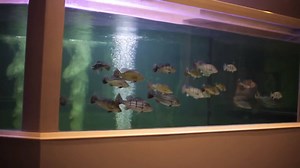 10K views · 49 reactions | peacock bass feeding in giant tank © CESARE CALOR | For The Love of Fish | Facebook