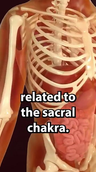 What are the SACRAL CHAKRA ORGANS? (Svadhisthana Chakra Anatomy)