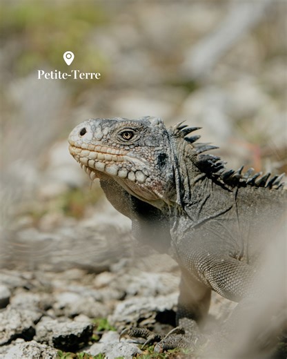 Coup d’œil sur la faune locale 🦎 L’iguane endémique des îles de Guadeloupe se retrouve surtout à Petite-Terre et La Désirade, où il évolue librement dans son habitat naturel 🌿 Vrai ou faux : l’iguane endémique peut mesurer plus d’un mètre et demi ? 📸 @thomas.ysf | Les Îles de Guadeloupe