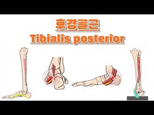 후경골근/뒤정강근/ Tibialis posterior 완전 정복!