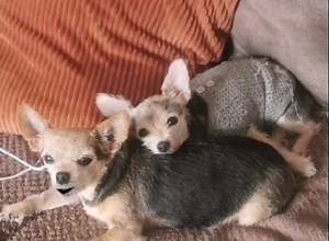 9.1K views · 992 reactions | Weez lehoves yooz ♥️♥️ | Chorkie The Chorkie | Facebook