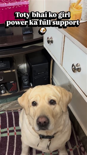 ❤️MOLLY❤️ on Instagram: "Aa rhi hai molly toty bhai#totythegangster #ternding #dog #love #instagood"