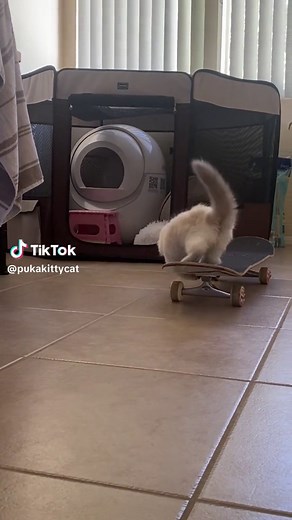 Skateboarding Kitten: Cute and Surprising Pet Video
