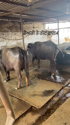 The Helper Roopa Sekhon on Reels