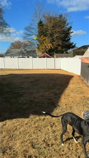 From the track to the couch 🛋️🐾. Fostering helps retired racing Greyhounds adjust to home life and find their forever families. It’s temporary for you, but life-changing for them. 💕 if you’re interested please visit our website ctgreyhounds.org/foster. #IrishGreyhoundAdoption #fostergreyhounds #ctgreyhounds #AdoptAGreyhound #greyhound #adoption #greyhoundsmakegreatpets #greyhoundsofinstagram #greyhoundlove #greyhoundlovers | Connecticut Greyhound Adoption - affiliate of GPA