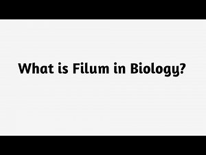 What is Filum in Biology ?