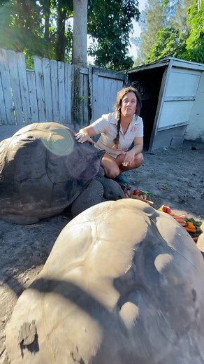 455K views · 4K reactions | 104 years old Galapagos tortoises they can live over 200 years and get well over 1000 pounds. Yep they eat a lot of veggies in a life time  not to mention lots of birthday parties lol some Sunday fun facts • • • • #amazing #animalsofinstagram #sundayfunday #facts #animal #reelsinstagram #giant #tortoise #birthday #reels #amazing #animals | The Reptile Zoo | Facebook