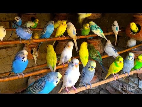 Beautiful Parrot Singing video Happy Parrot Parakeets video | Australian Birds colony