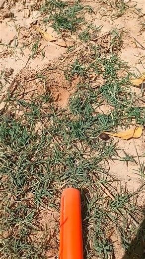 1.3K views | we found coin using metal detector #metaldetecting #findgold #coin #shortsfeed #hunting #gold #hunt | Tej Gold Hunting | Facebook