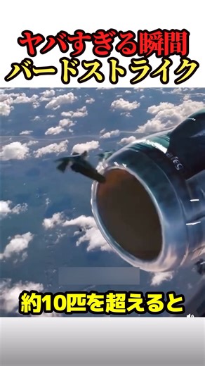 The most amazing bird strike ever