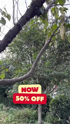 Elevate Your Garden Game with Smart Solutions