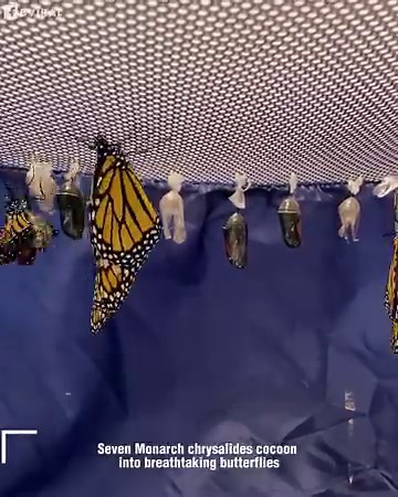 7.6K views · 210 reactions | Seven Monarch chrysalides gracefully transform into breathtaking butterflies!曆曆 | Viral Stories | Facebook