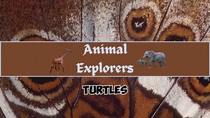 Green Sea Turtle Facts For Kids || Green Turtle Video