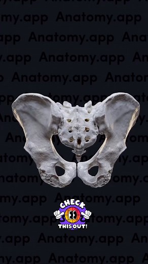 Bradley Blair Osteopath on Instagram: "The bony pelvis is a complex basin-shaped structure that comprises the skeletal framework of the pelvic region and houses the pelvic organs. The pelvis plays several important functions in the human body. First of all, the pelvis carries the entire weight of the upper body, stabilizes it and transmits it to the lower limbs, allowing various actions to occur (e.g. sitting, standing, bipedal gait). Also, it houses and protects the abdominopelvic viscera and p